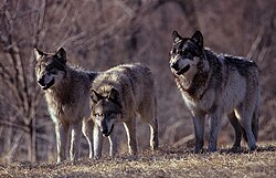 Three wolves growling